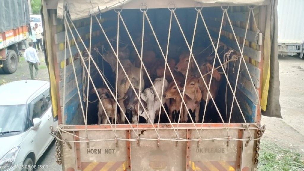 Transportation of cows from Kalwan taluka