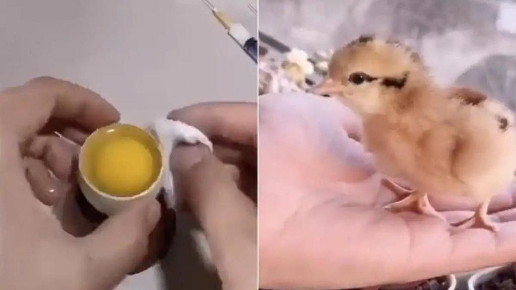 Video Shows Man Hatching Chicken In Open Egg. Here's What Experts Say