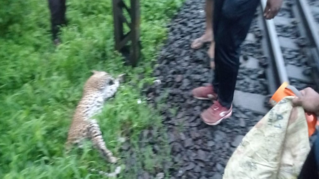 Leopards caught Gangapur Road area