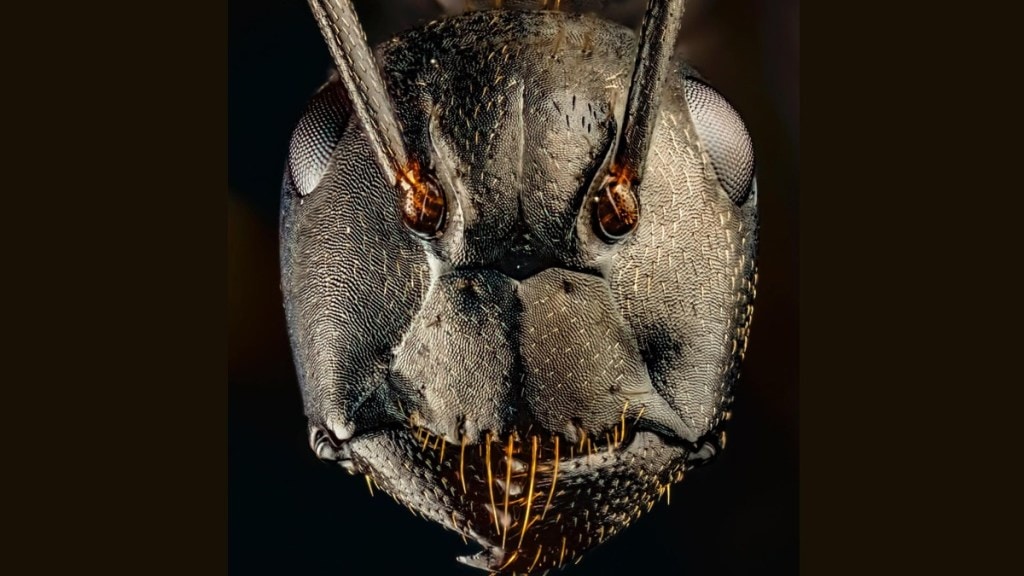 Ultra Close Up Image Of Ant Face, Photo Viral.