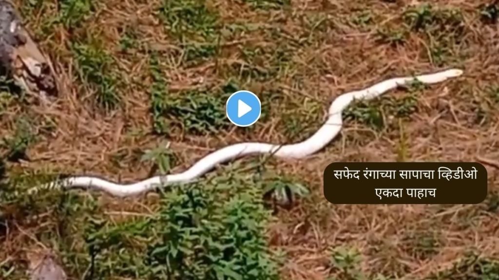 White King Cobra Viral Video