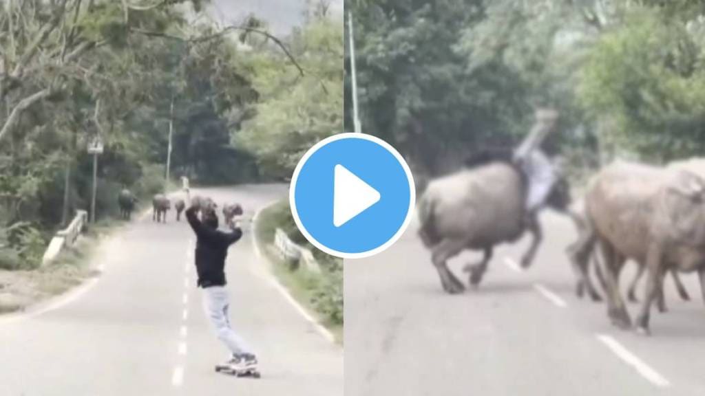 boy hit buffalo on road falls badly skateboarding viral video