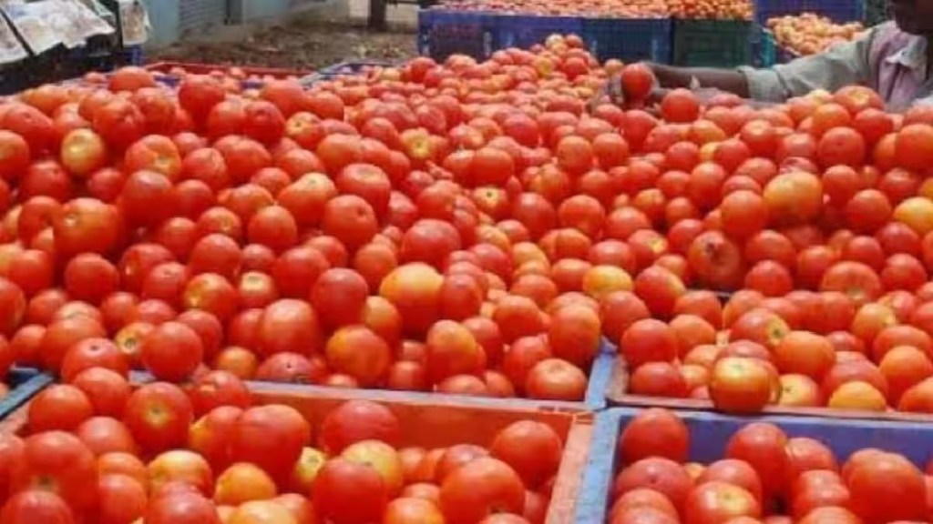 Tomato, Navi Mumbai, APMC, Inflow of Tomatoes, Tomato price, Per kg rate