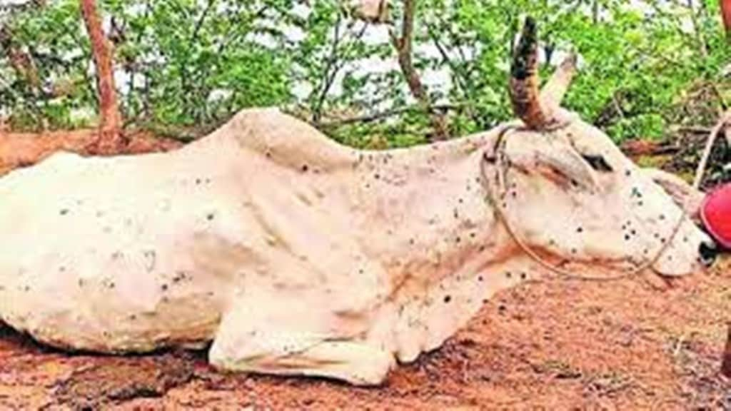 lumpy, lumpy skin disease, animal market, affected area, jalgaon, dhule