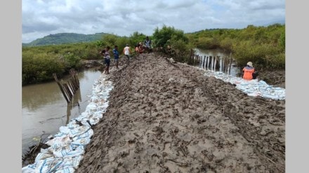 rice farm damaged due to sea water at uran