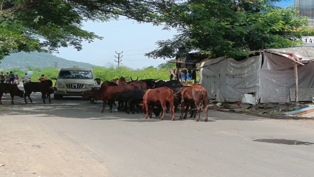 cattle on uran panvel road