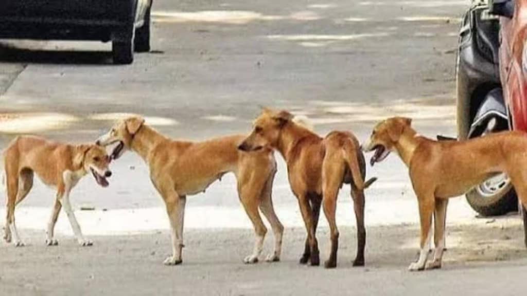 Stray Dogs, 22 year girl, Threatened to kill, feeding stray dogs