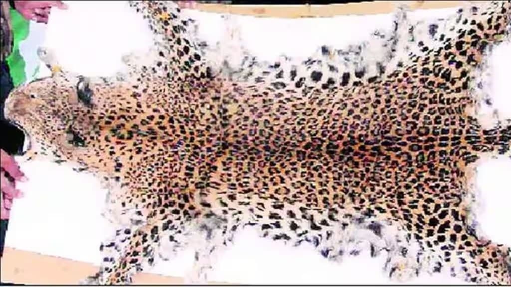 Leopard Skin, Custom Department, leopard skin seized, one arrested from Satara