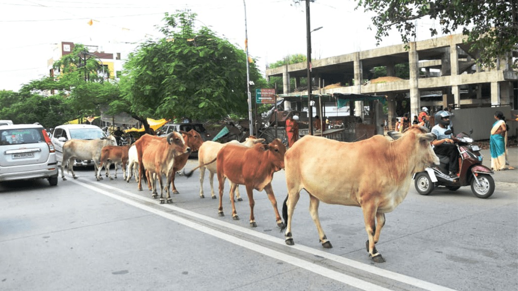 municipal corporation impose fine one month imprisonment leave animals street