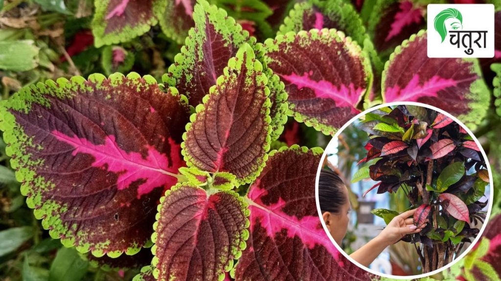 crotons and coleus