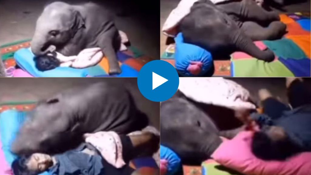 Viral Video, Viral Video of elephant, trending video, trending Video of Elephant, Elephant try to Sleep near friend video,