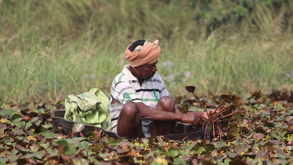 farmer