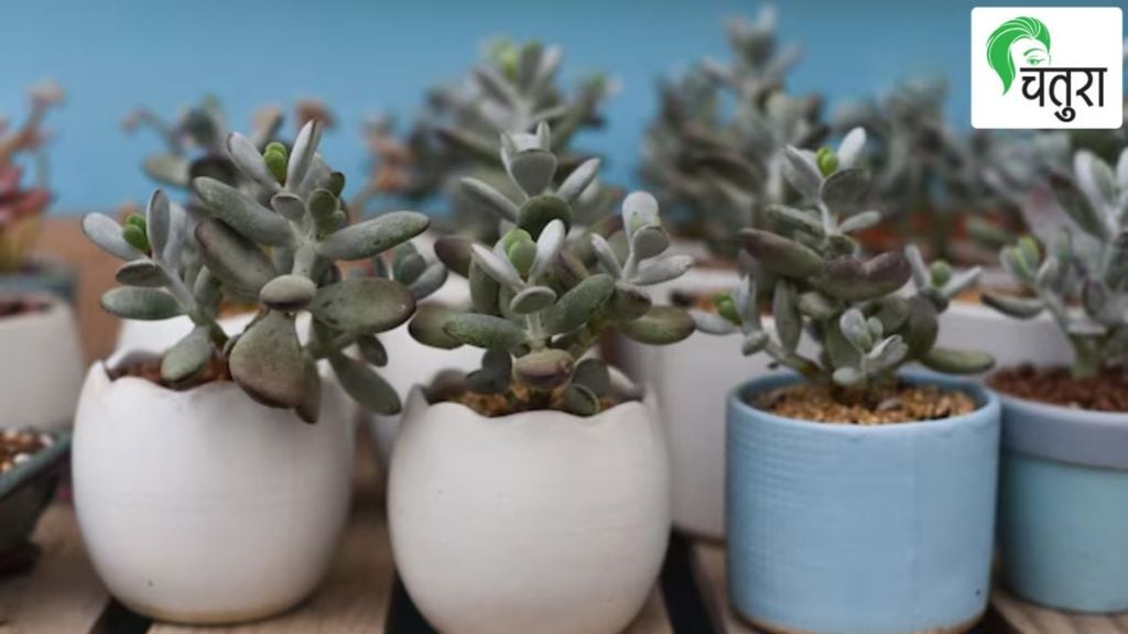 jade plant