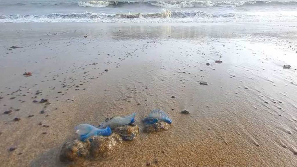 Jellyfish Stings Tourists Juhu Chowpatty