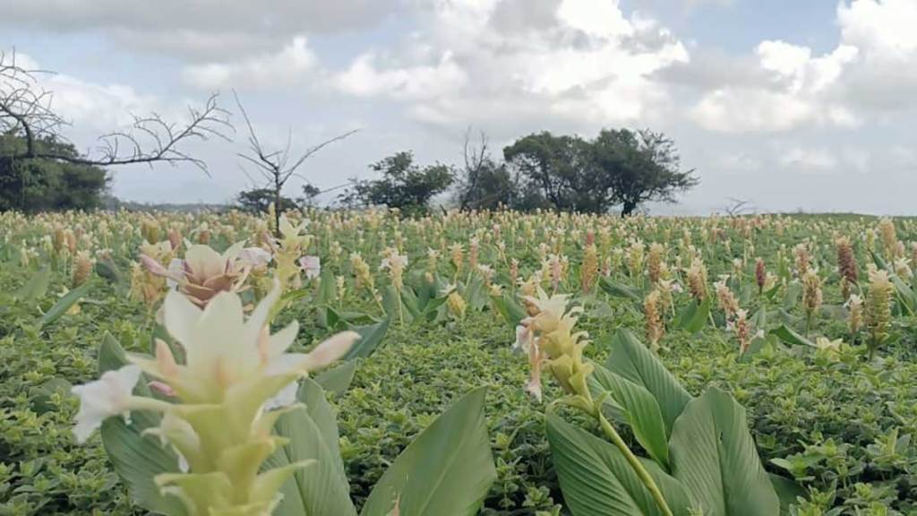 kaas plateau opens to visitors from 3 september