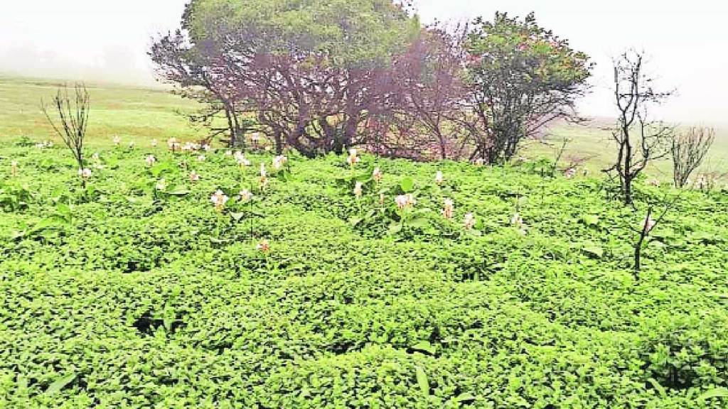 little chance of flowers blooming in kaas plateau