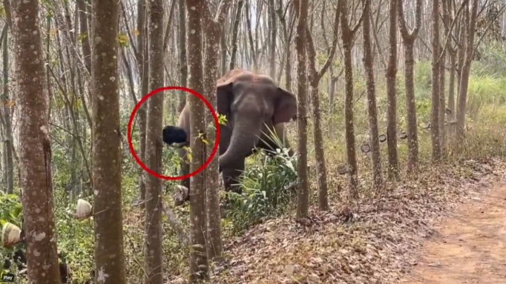 The elephant found drugs in the forest what happened next was captured on video