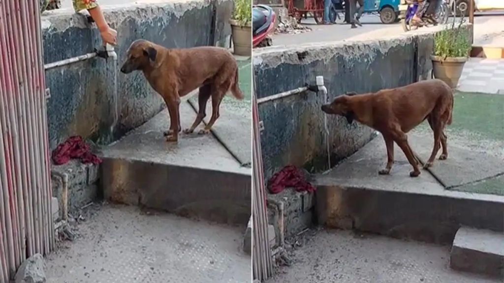 woman helps thirsty stray dogs people praise her kindness melts hearts watch video