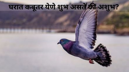 Spiritual Meaning Of Pigeon Coming Into House Know from Shakun Shastra