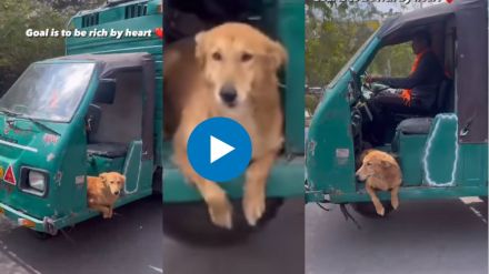 Dog enjoying tempo Ride Video