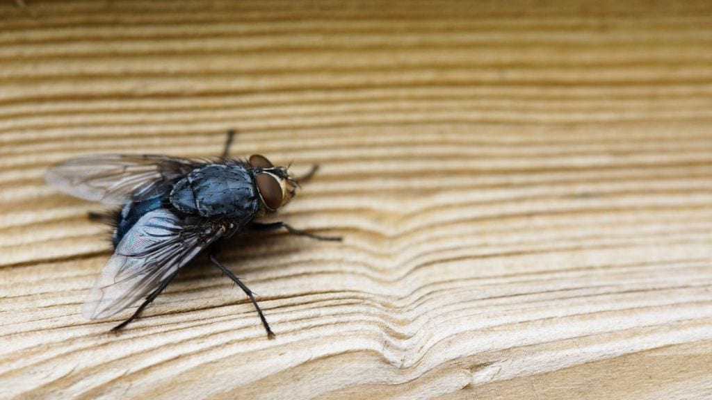 housefly