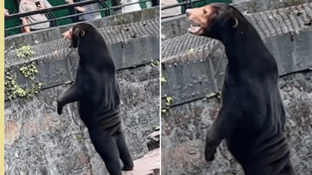 Viral video of human-like bear at Chinese zoo sets Internet on fire Malayan bear Black Sun Bear snk 94