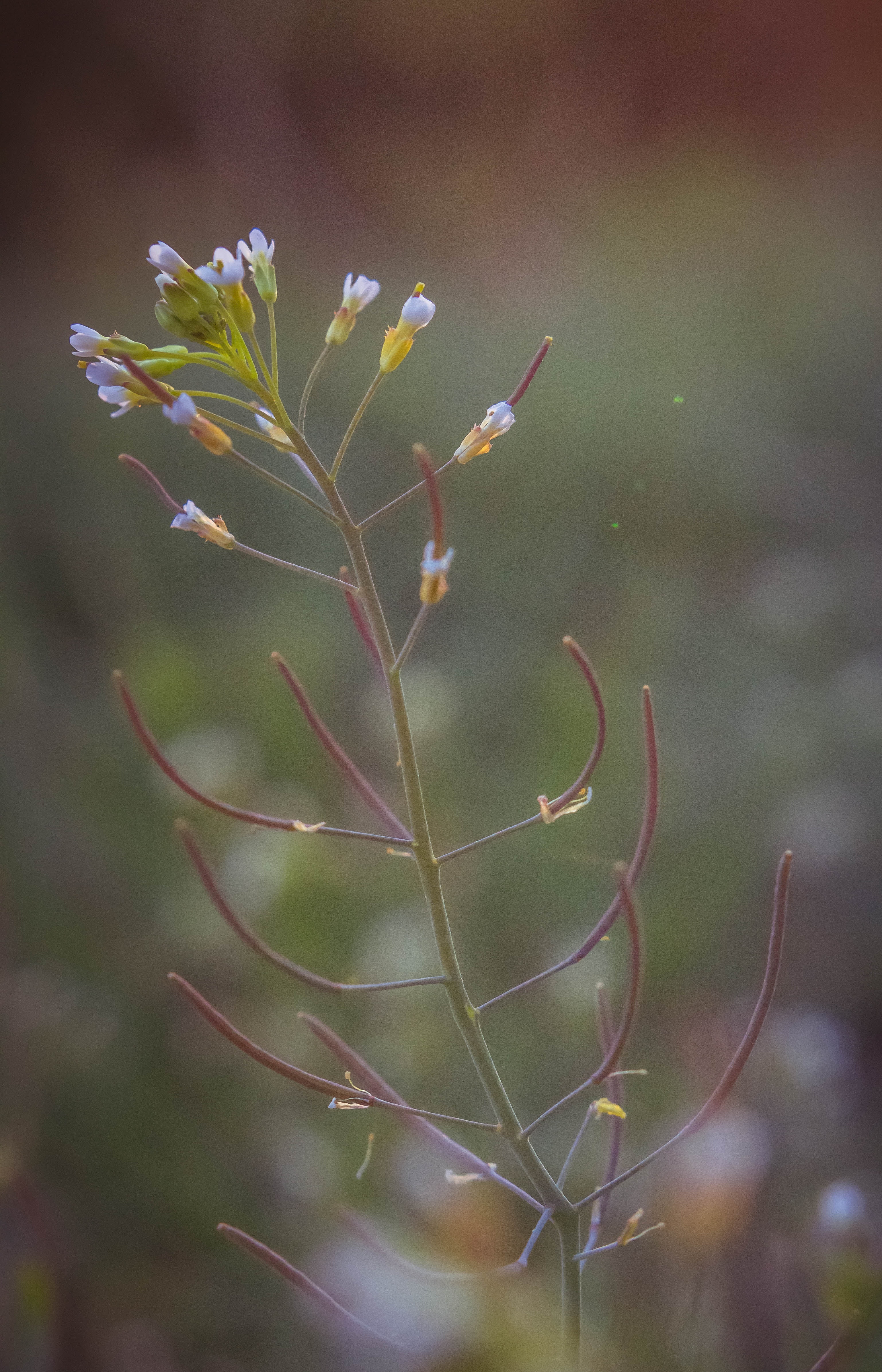 miraculous plants can survive on the moon