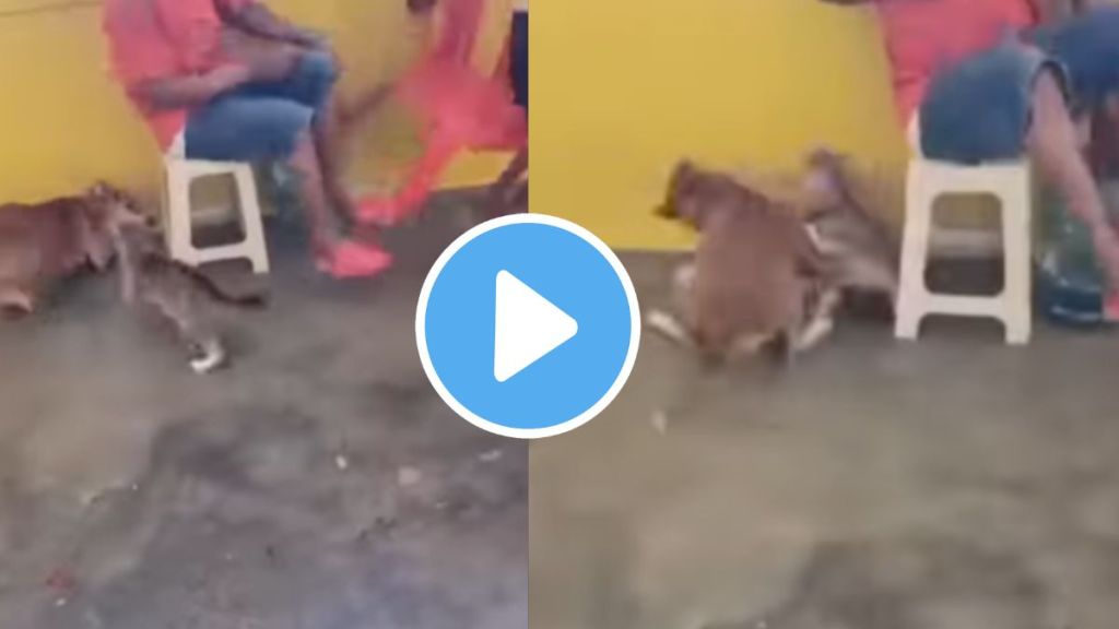 A dog was hunted by a cat shocking video goes viral