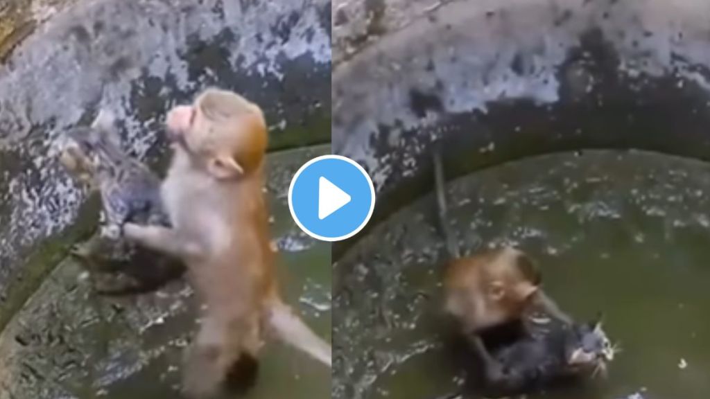 monkey save cats life heart touching humanity video goes viral on social media