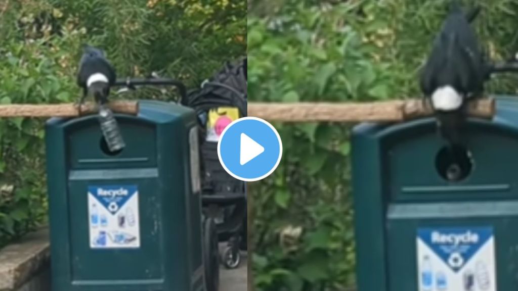 a bird put garbage in the dustbin video goes viral be environmental friendly