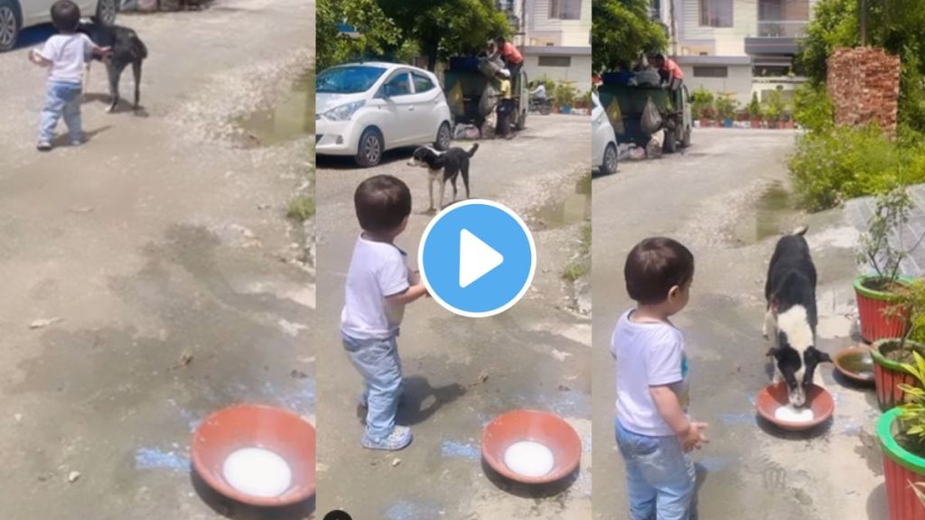 a child offer milk to the street dog video goes viral pet lovers child friendship international dog day