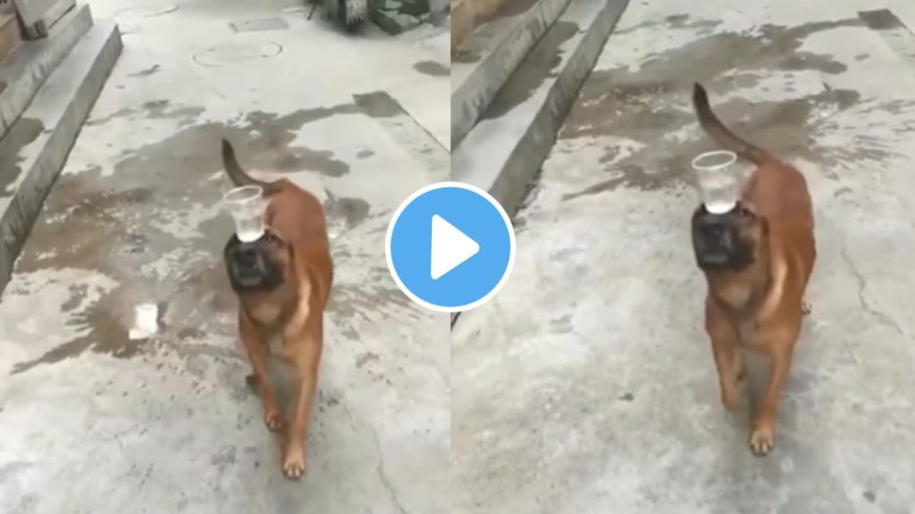 learn from dog how to balance walking with a glass full of water on head video goes viral