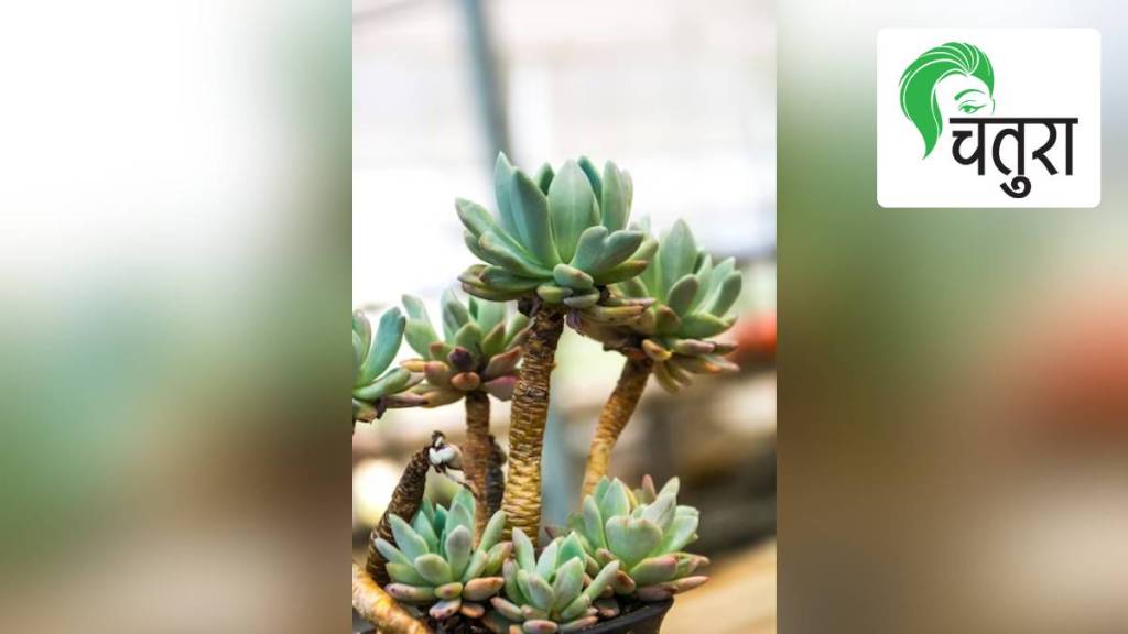 Rooftop Garden, Baby necklace, crassula perforata, home decoration