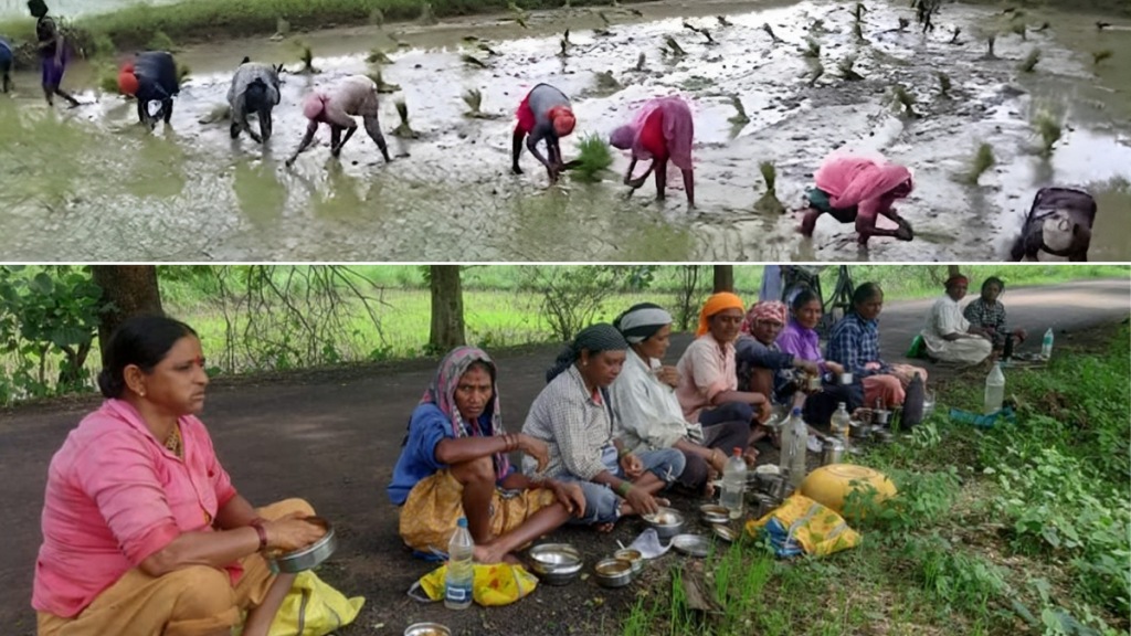 heavy rains 86 percent cultivated gondia planted rice