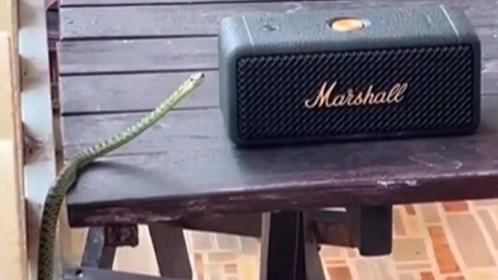 Snake Dancing on Rock Music near bluetooth Speaker Viral video