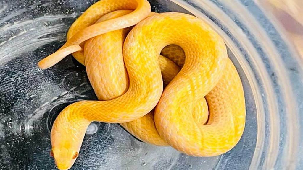 rare species of snake found in pipla phata in nagpur