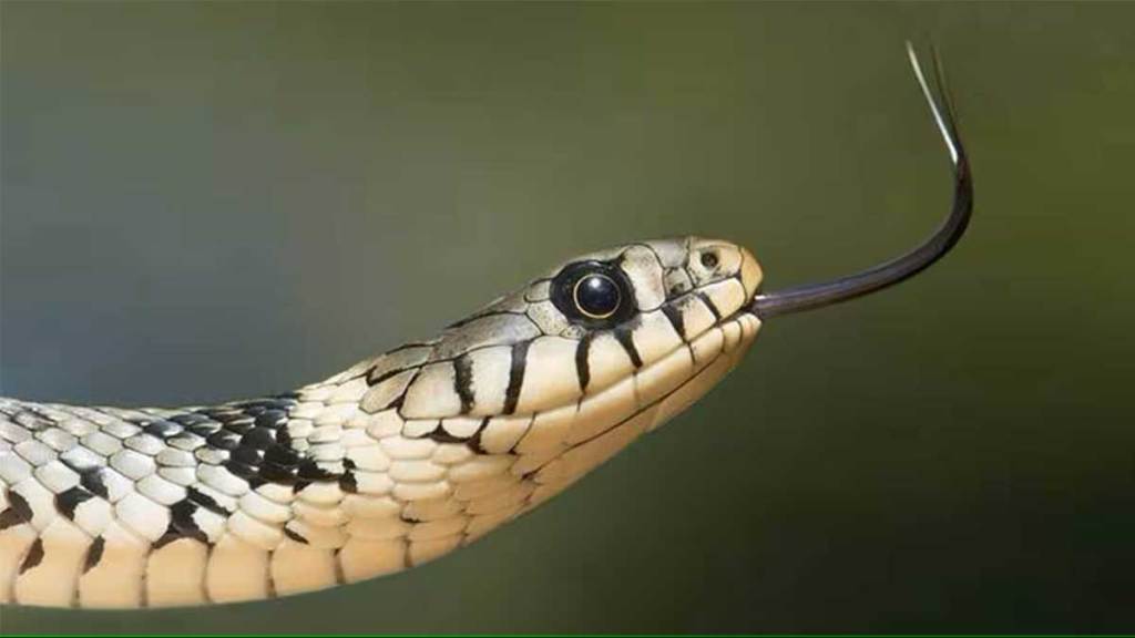 montane s trinket rare snake found in kolhapur s gagan bawda