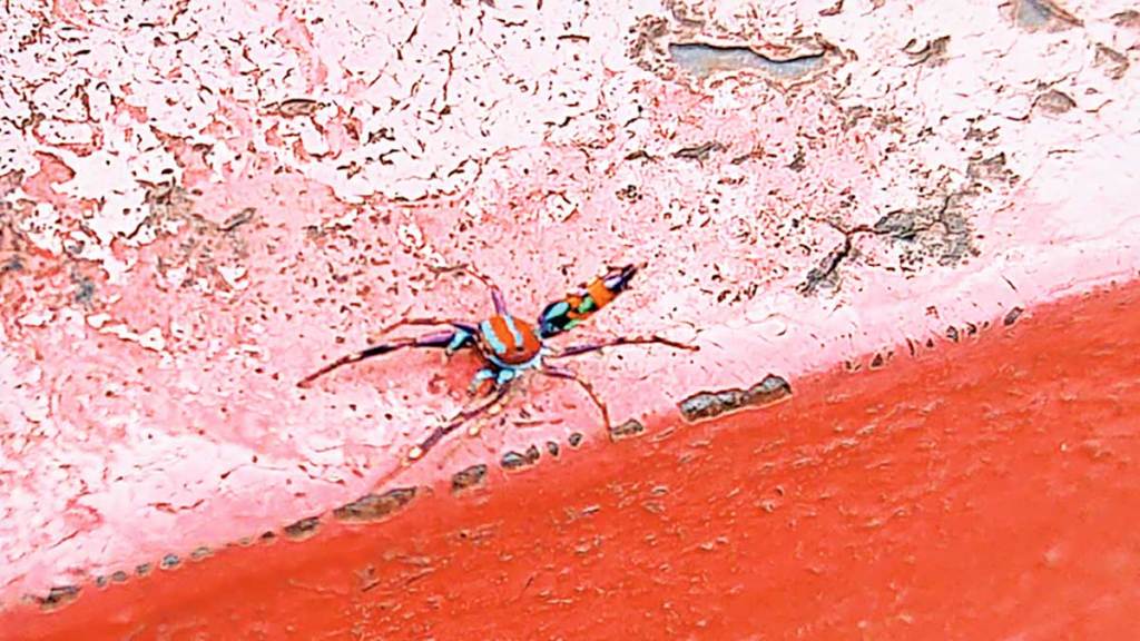 rare chrysilla spider found in wai