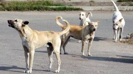 street dog bite in kalyan