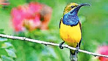 sun birds found in mumbai