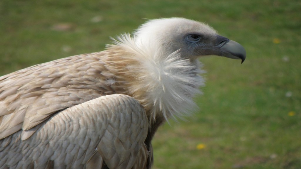 Successful Artificial Breeding Himalayan Vulture