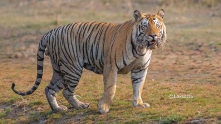 tigers hunted in india