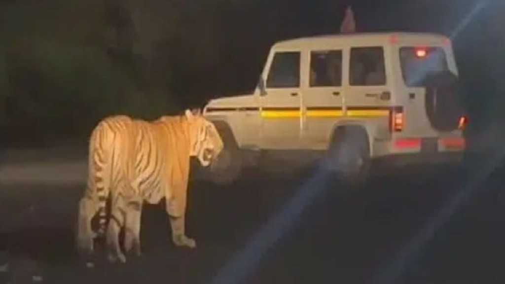 tiger spotted at umred in nagpur