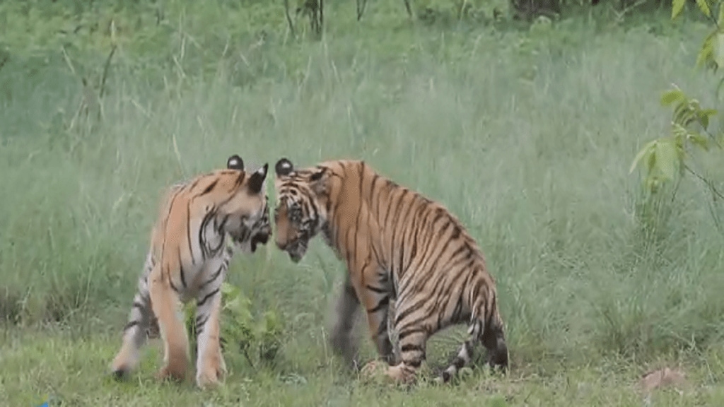 Bubbly tigress cubs in Tadoba