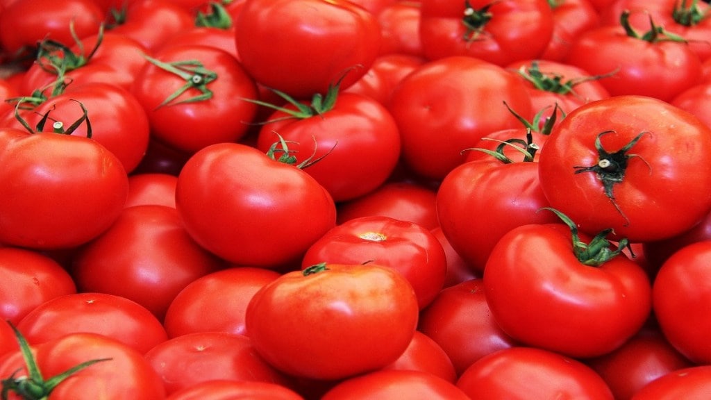 Tomato prices dropped pune