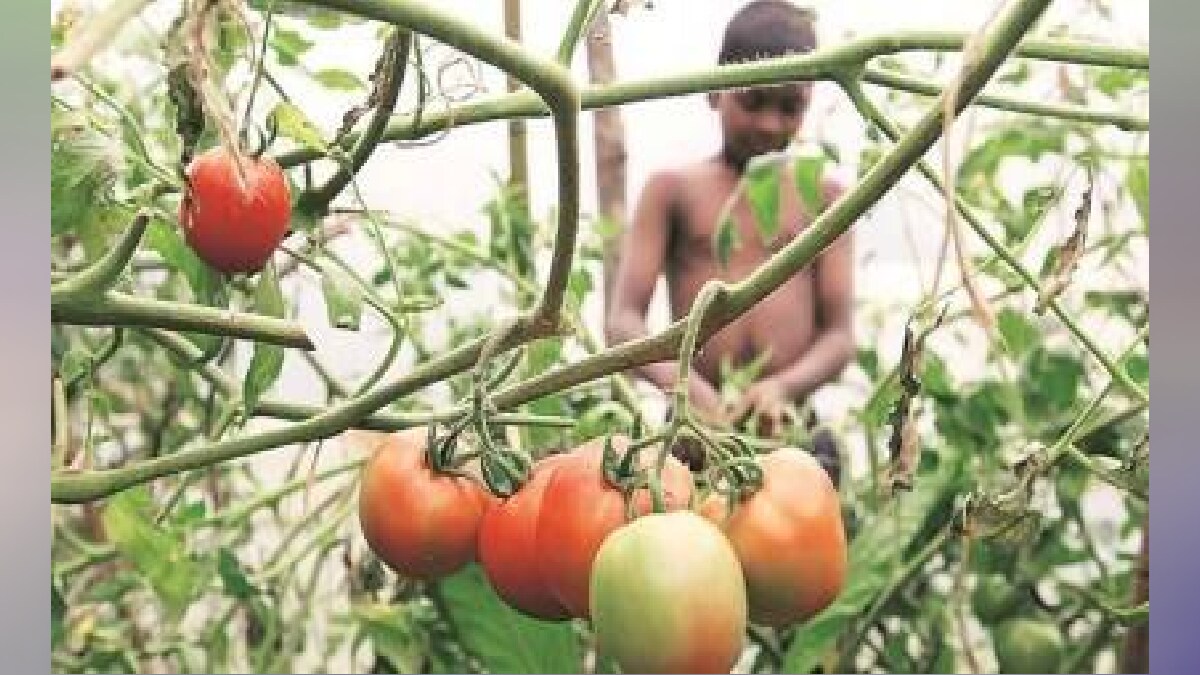 राज्यात खरीप हंगामात टोमॅटो लागवड कमीच टोमॅटोच्या उपलब्धतेविषयी अनिश्चितता Tomato Planting Is 9397