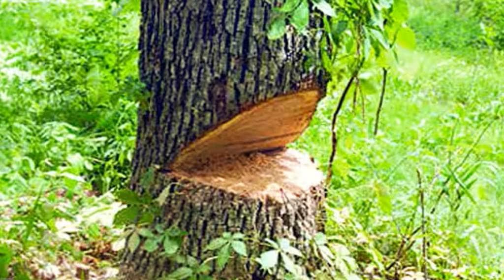 four teams form to prevent tree cutting