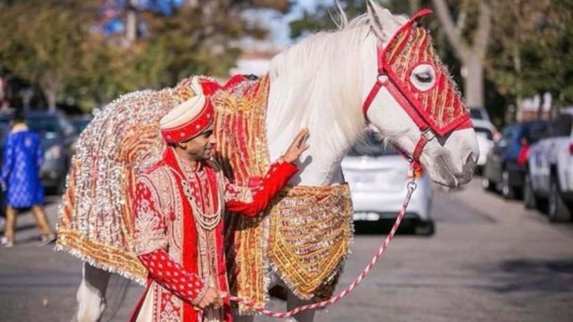 तुम्ही अनेकदा पाहिले असेल की, नवरदेव पांढऱ्या घोडीवर बसतो; पण पांढरीच घोडी का? पांढरी घोडी ही शुद्धता, प्रेम, उदारता, शांतता, सौभाग्य व समृद्धीचं प्रतीक असते. (Photo : Instagram)