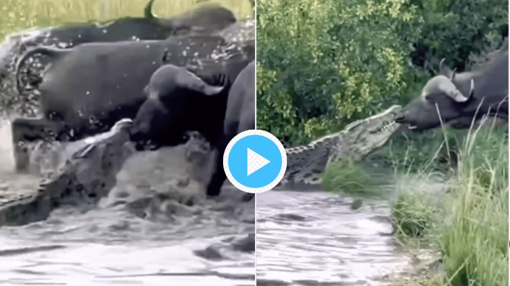 Crocodile Caught Nose of Buffalo Extreme Fight In Waters Viral Video Trending Today With 1 Lakh Plus Views Give Goosebumps