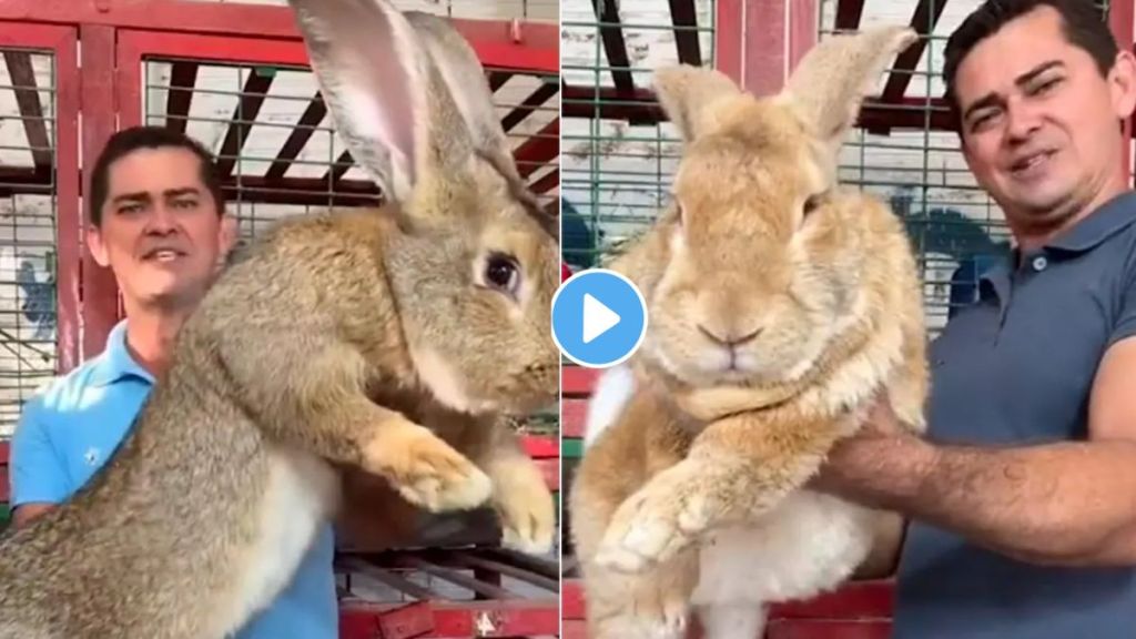 Big Rabbit Viral Video